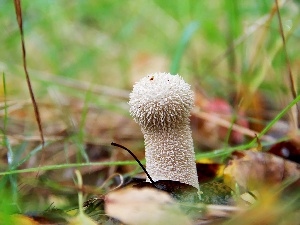 grass, mushroom, White, hairy