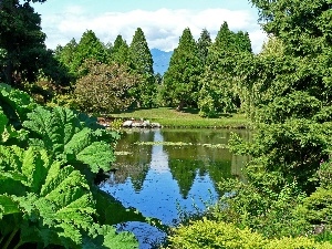 green, Pond - car, Park