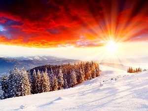 grove, sun, winter, rays