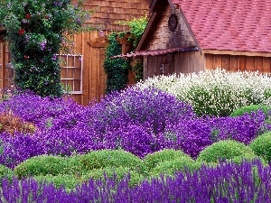 Garden, house, lavender