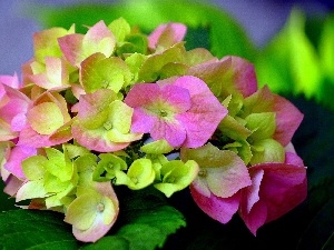hydrangea, Coloured