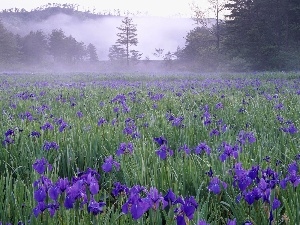 Irises, Blue, Meadow, Fog