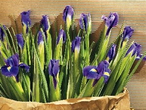 violet, irises, bouquet