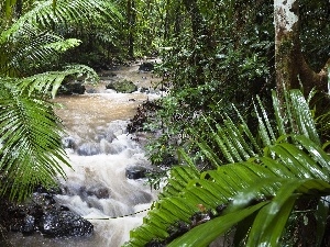 jungle, River