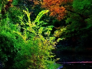 lake, trees, viewes, color, summer, Leaf