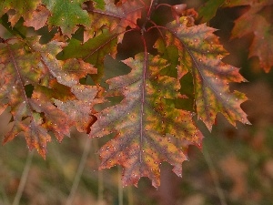 Autumn, Leaf, oak