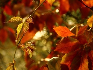 Leaf, color, wild, autumn, Wine