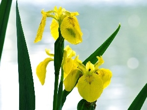 iris, Leaf, Yellow