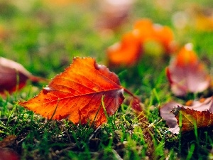 Leaf, Autumn, Meadow, grass