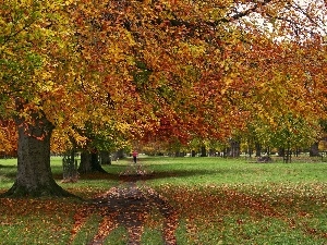 Leaf, green, Park, autumn