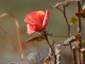 rose, Leaf, Bush
