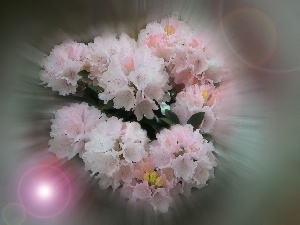 light pink, flowers, small bunch