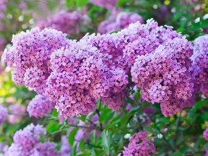 lilac, Flowers