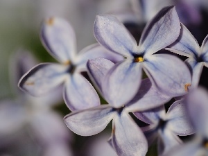 lilac, Flowers