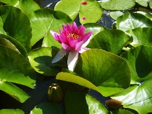 water-lily, Pink