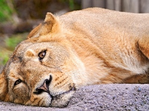 The look, Lioness