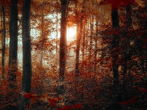 autumn, luminosity, flash, Przebijaj?ce, forest, ligh, sun