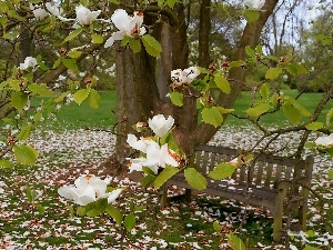 Magnolia, White, Spring, Bench, Park