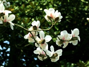 white, Magnolii, Flowers