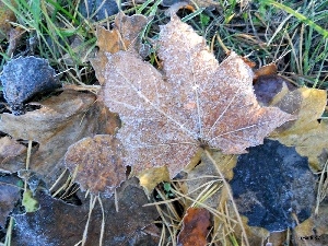 maple, White frost, Leaf