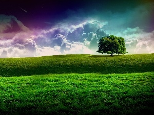 Meadow, trees, clouds, grass, lonely