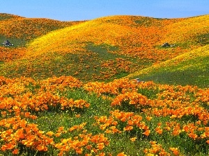 Meadow, The Hills, papavers