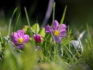 Meadow, grass, purple, Flowers