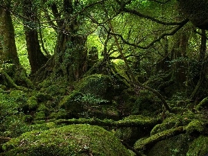 forest, Moss, forest