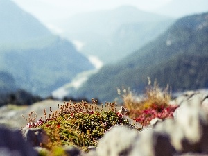 rocks, Moss, Mountains