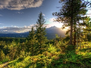 Mountains, rays of the Sun, forest