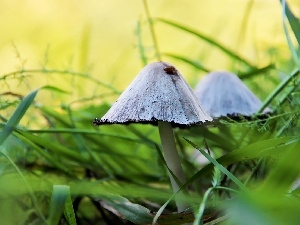 mushroom, grass, Two cars