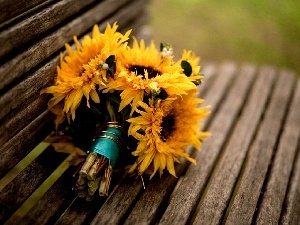 Bench, Nice sunflowers
