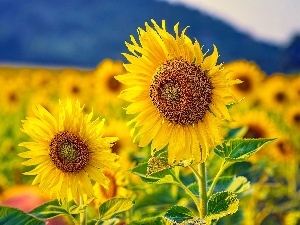 Flowers, Nice sunflowers