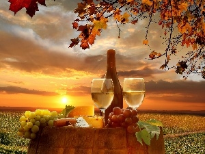 west, oak, sun, field, Grape, Wine, autumn, barrel