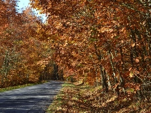 oak, autumn, road, Forest, ##