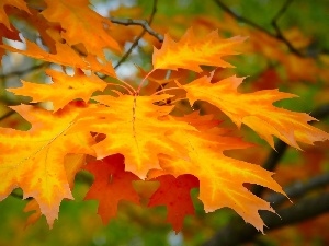 oak, Leaf
