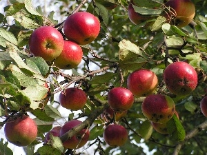 orchard, apples