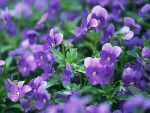 pansies, purple