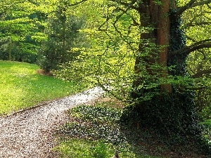 Path, viewes, Park, trees