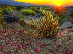 Pink, sun, Cactus, Flowers, west