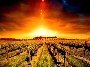 plantation, vineyard, west, sun