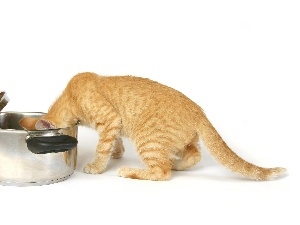 cat, pot, hungry