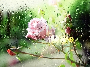 Rain, Glass, Pink, rose