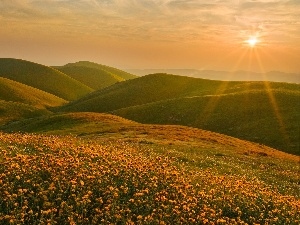 rays, dandelions, Mountains, sun, Meadow