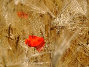 red weed, cereals, barley, Ears