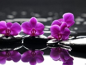 water, reflection, orchids