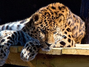resting, Leopards