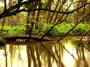River, Bush, forest, reflection, green ones