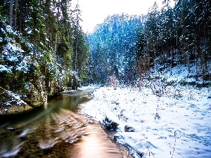 River, forest, trees, winter, viewes