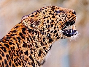 spots, roar, Leopards